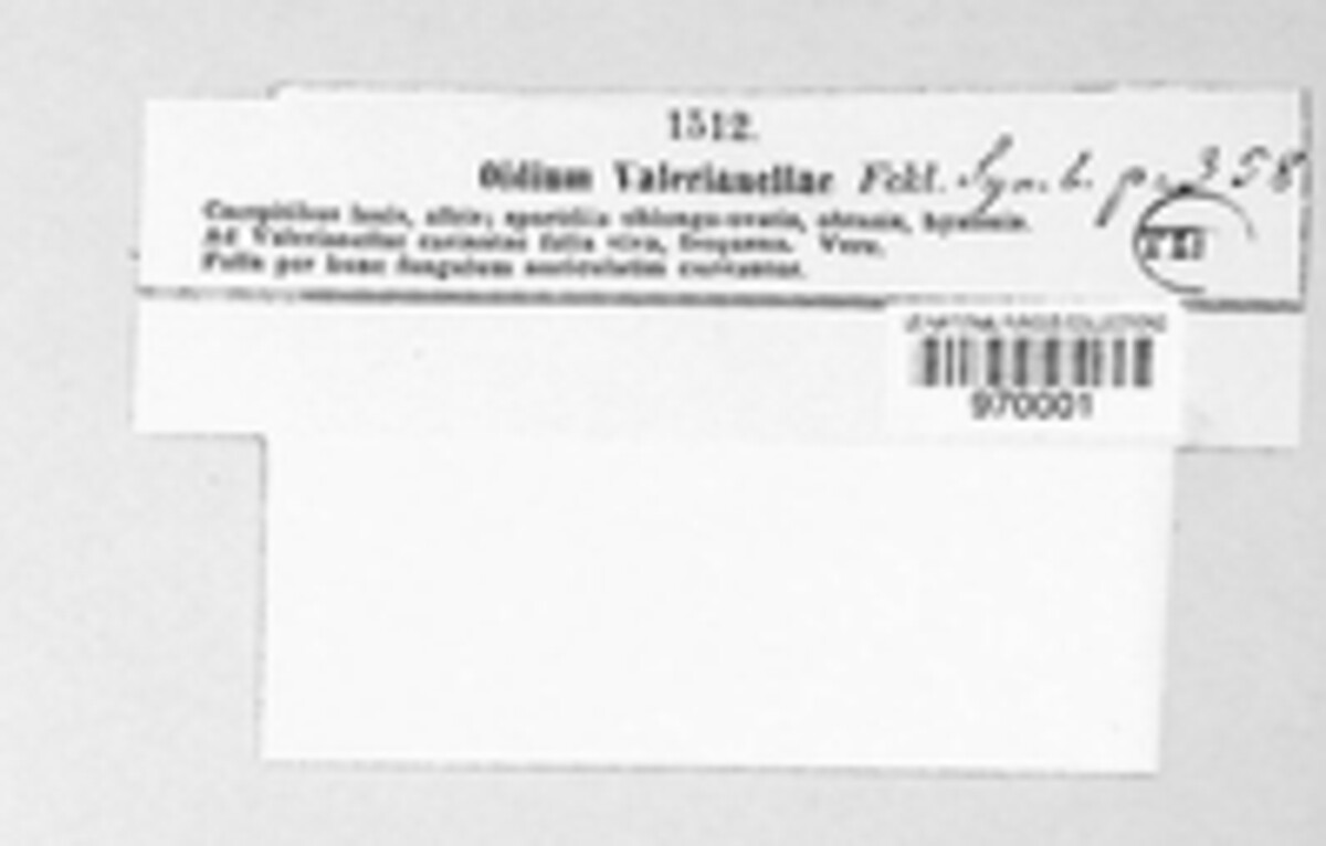 Oidium valerianellae image